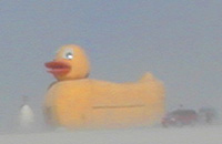 duck